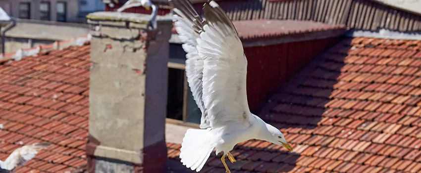 Residential Chimney Animal Removal Solution in Fort Pierce, FL