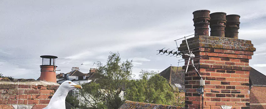 Chimney Cleaning And Restoration in Fort Pierce, Florida